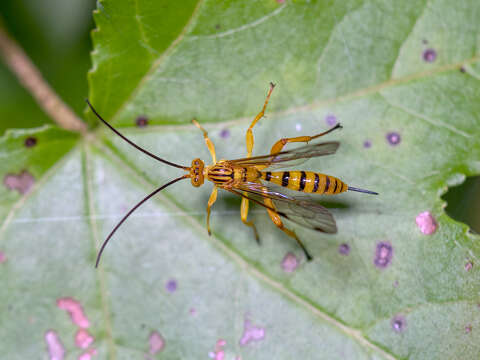 Imagem de Neotheronia septemtrionalis Krieger 1905