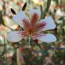 Слика од Marianthus bicolor (Putterl.) F. Mueller