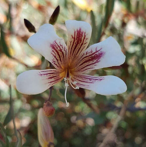 Слика од Marianthus bicolor (Putterl.) F. Mueller