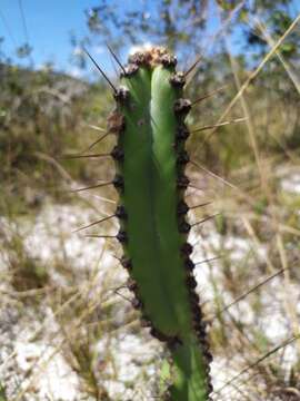 Image of Cipocereus crassisepalus (Buining & Brederoo) Barthlott & N. P. Taylor