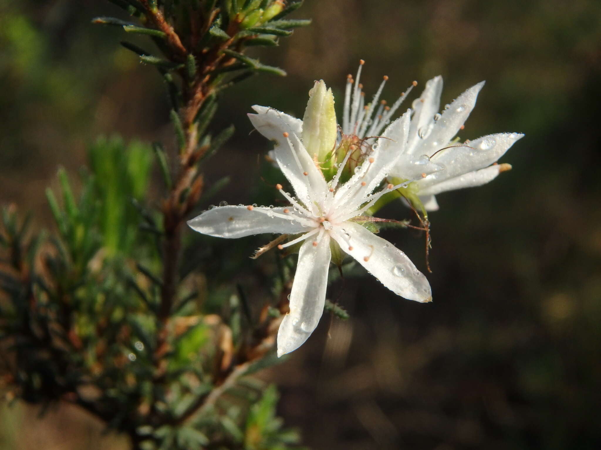 Image of Calytrix tetragona Labill.