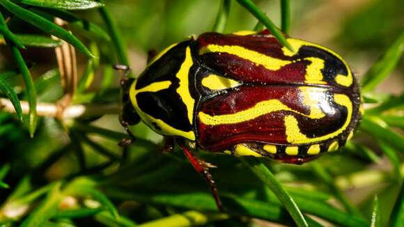 Eupoecila australasiae (Donovan 1805)的圖片