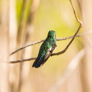 Chlorostilbon mellisugus (Linnaeus 1758) resmi