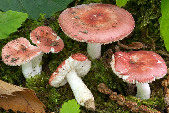 صورة Russula minutula Velen. 1920