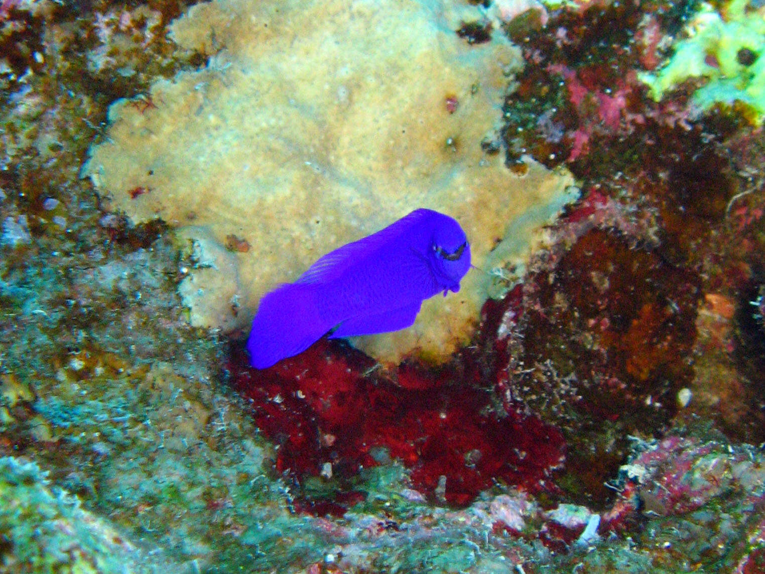 Image of Orchid dottyback