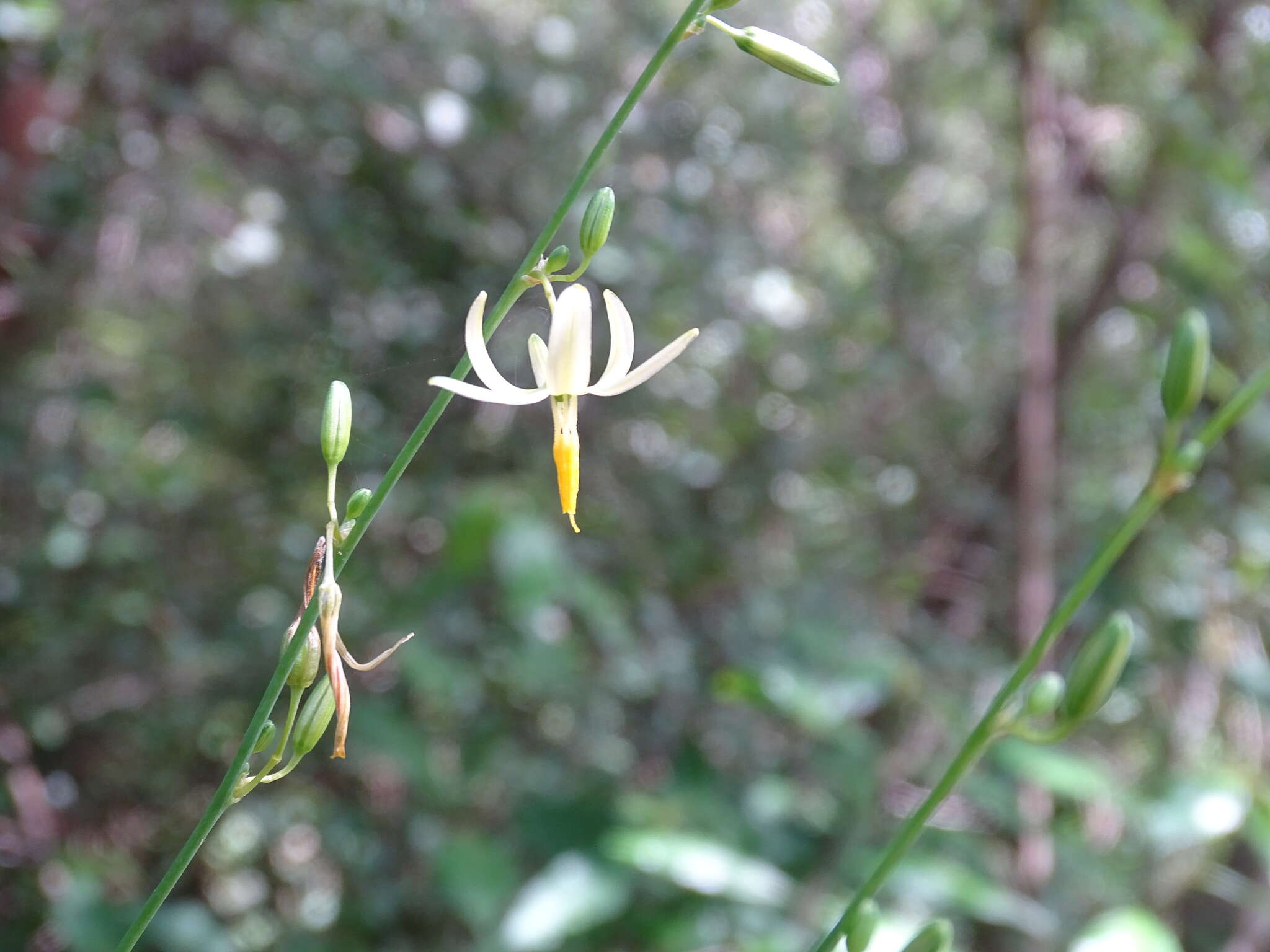 Image of Echeandia luteola Cruden