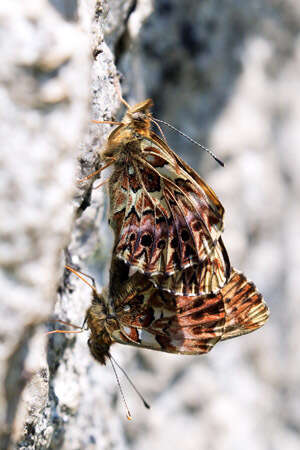 Image of <i>Boloria titania</i>