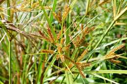 Image de Cyperus exaltatus Retz.