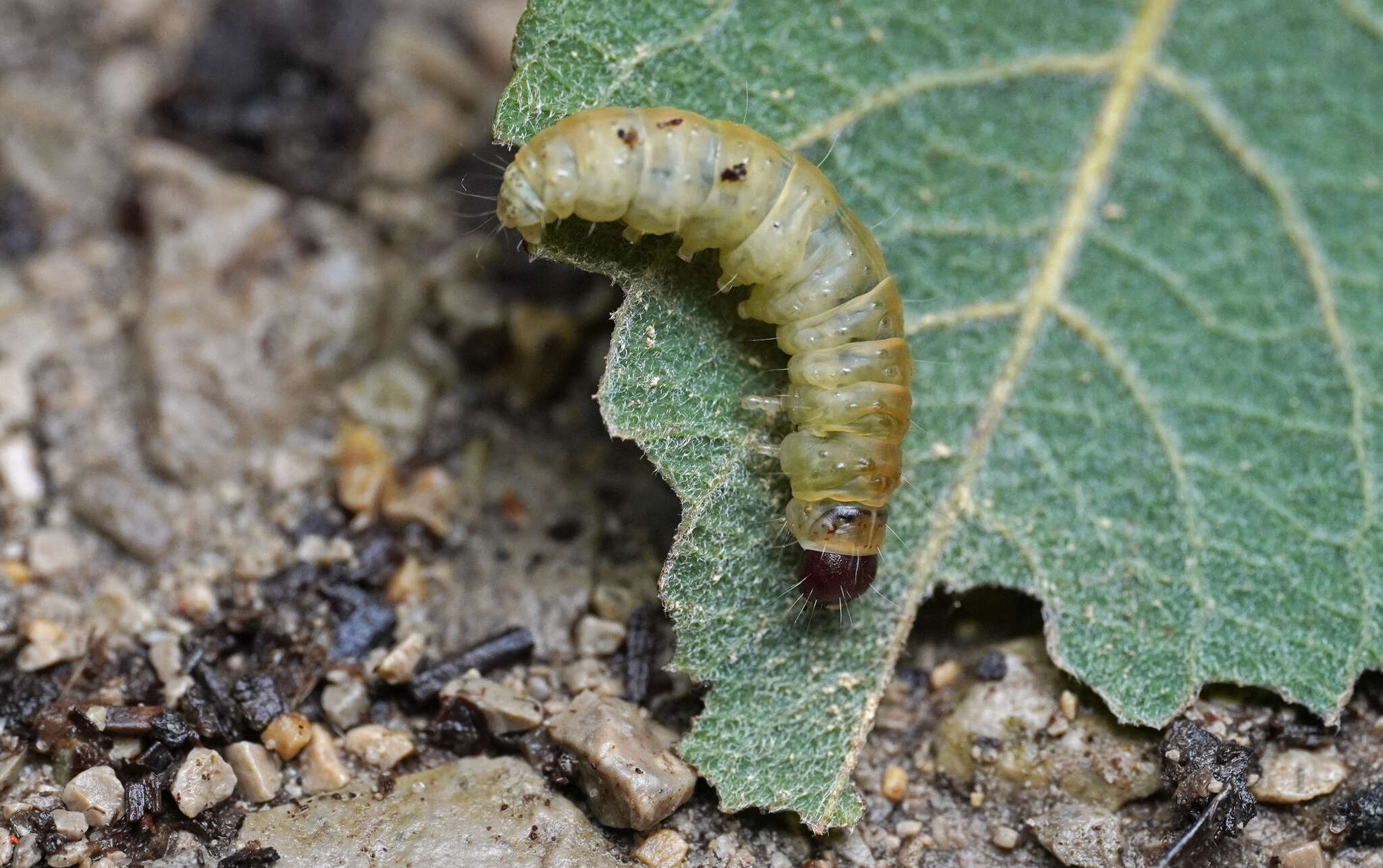 Image of Dasystoma