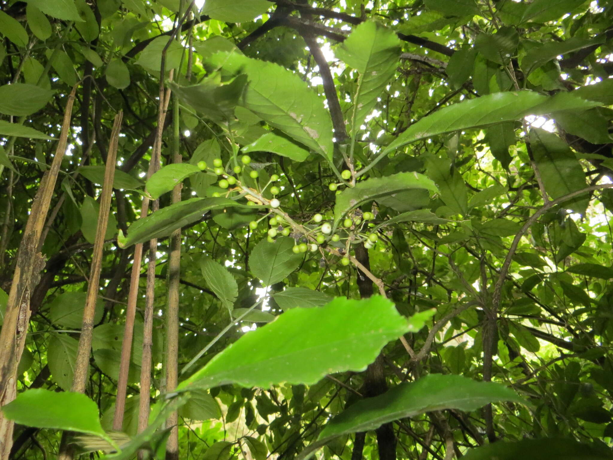 Image of Melicytus ramiflorus subsp. ramiflorus