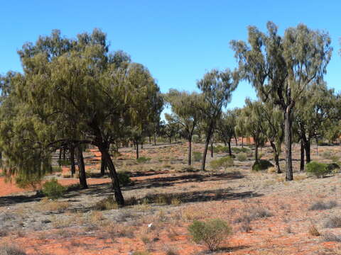 Image of Desert oak