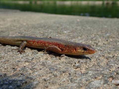 Plestiodon chinensis (Gray 1838) resmi