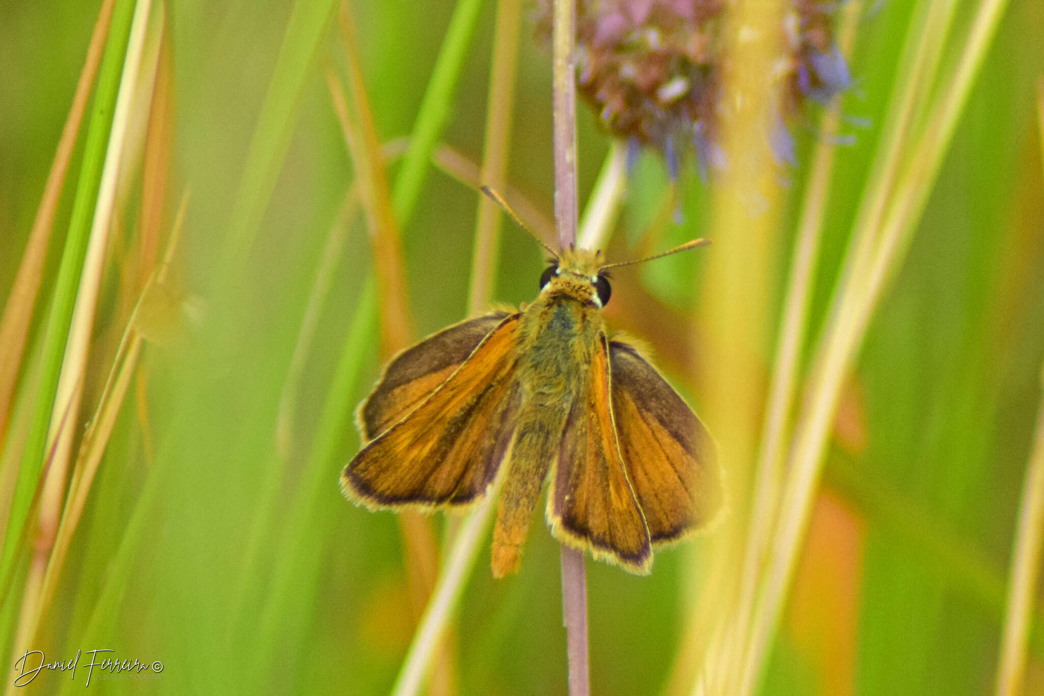 Image of lulworth skipper