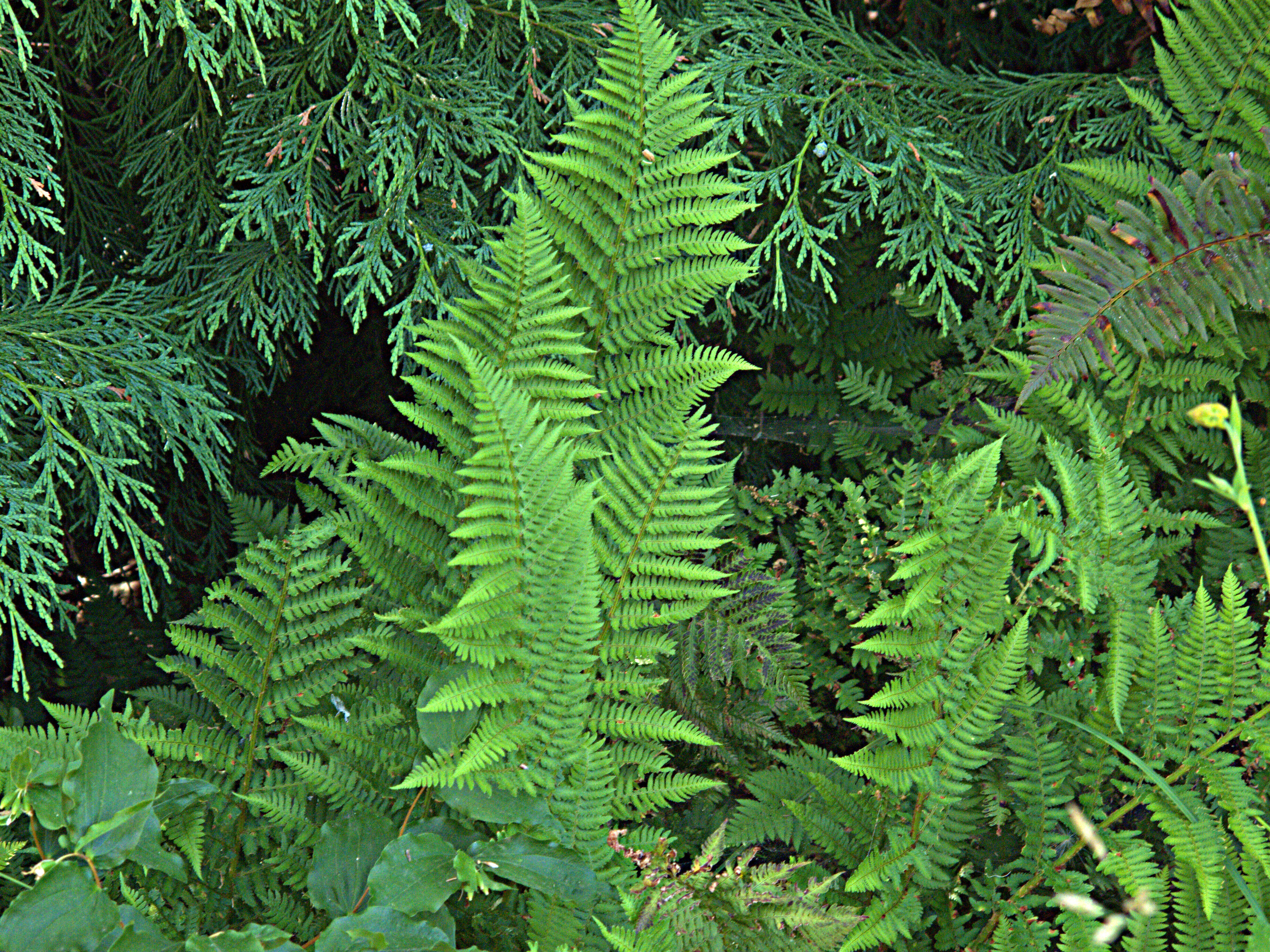 Image of coastal woodfern