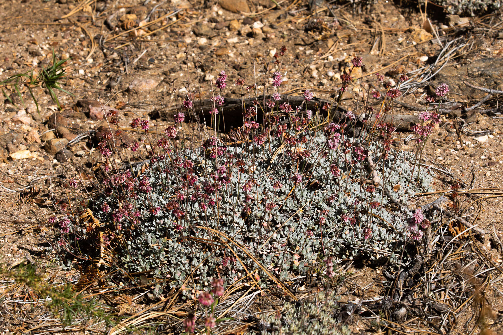 Image of Eriogonum wrightii var. oresbium J. L. Reveal