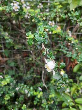 Image of Dwarf Holly