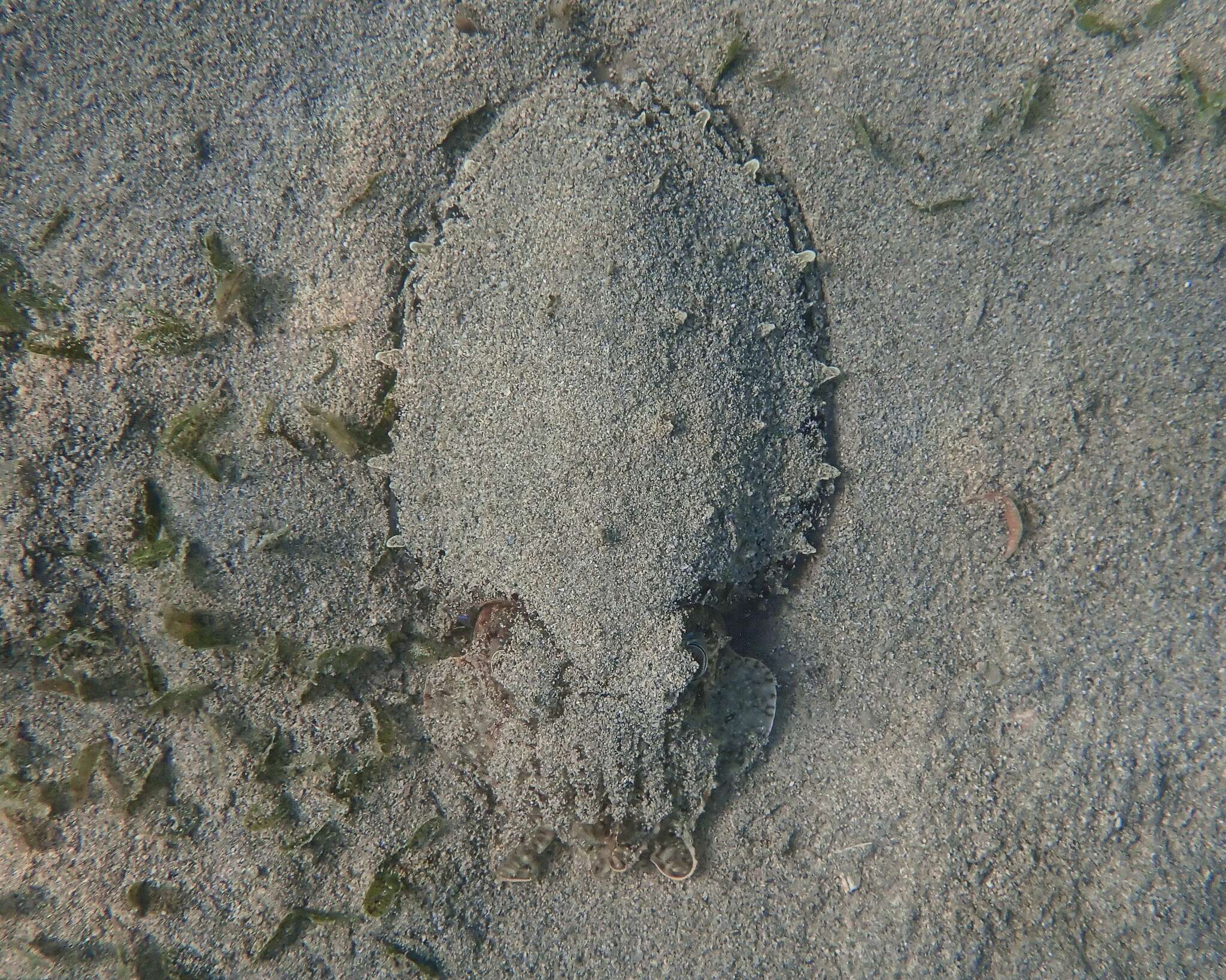 Image of Pharaoh Cuttlefish