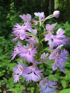 Image of Greater purple fringed orchid