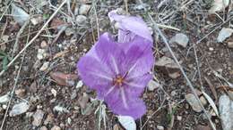 Image of Colchicum bivonae Guss.