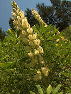 Слика од Lupinus luteolus Kellogg