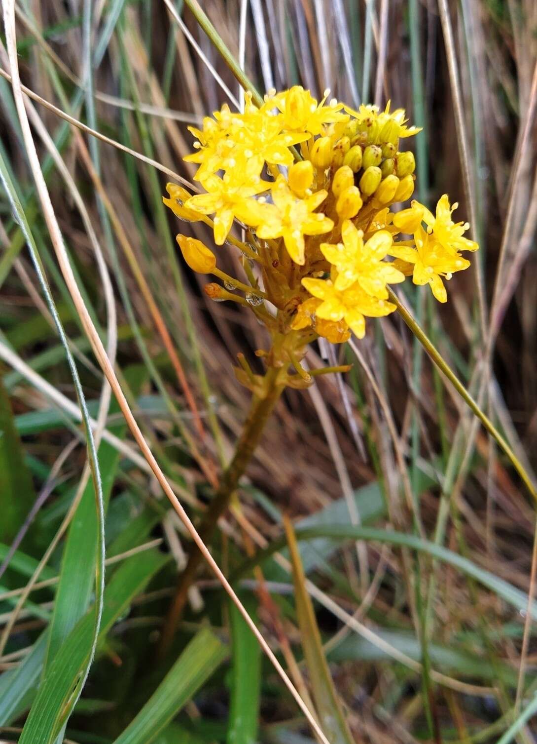 Image of Bulbinella gibbsii var. balasifera L. B. Moore