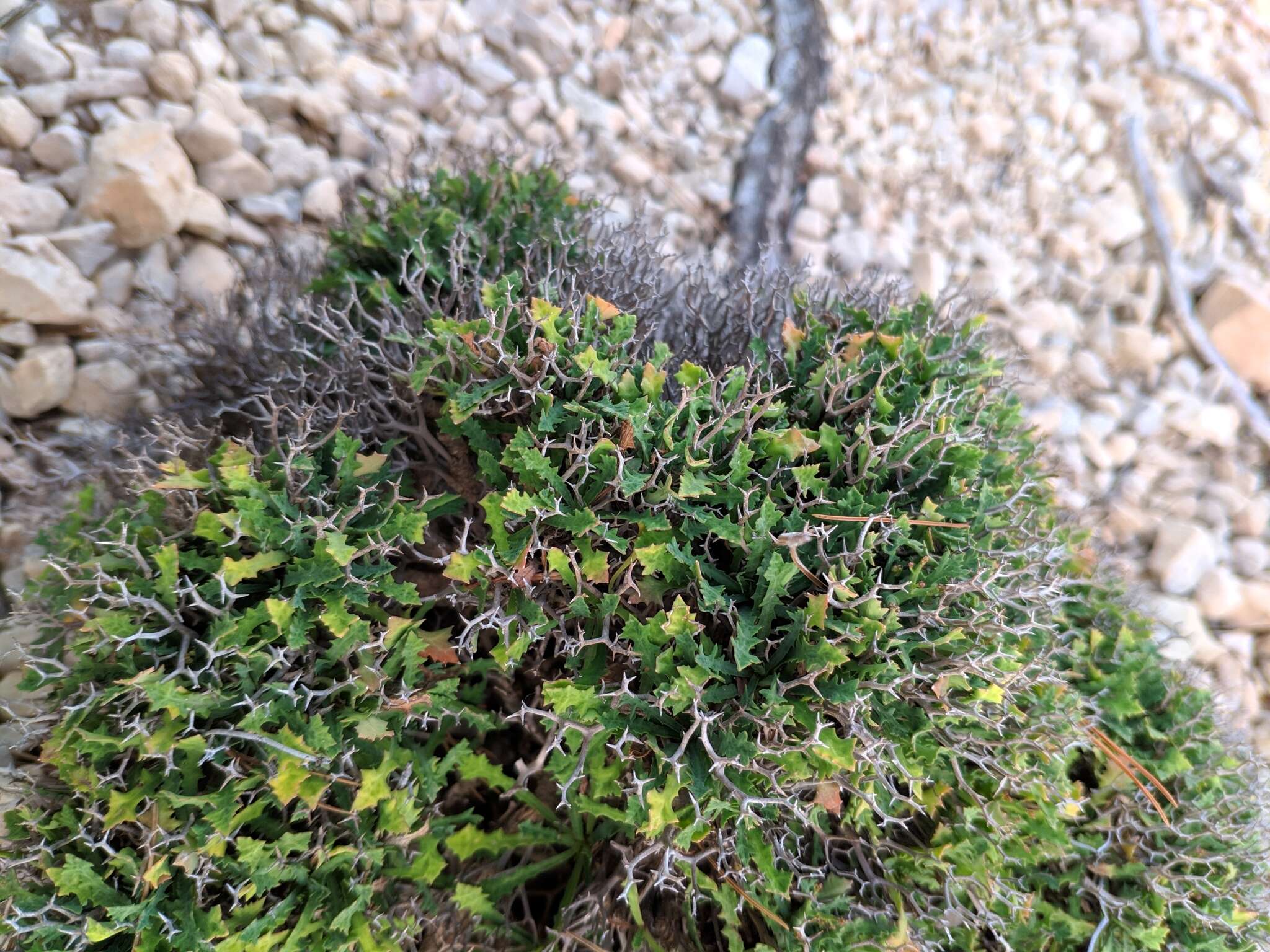 Image of Launaea cervicornis (Boiss.) Font Quer & Rothm.