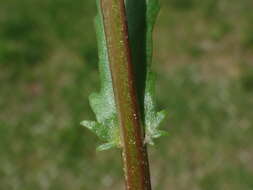 Image of Leucanthemum vulgare subsp. vulgare