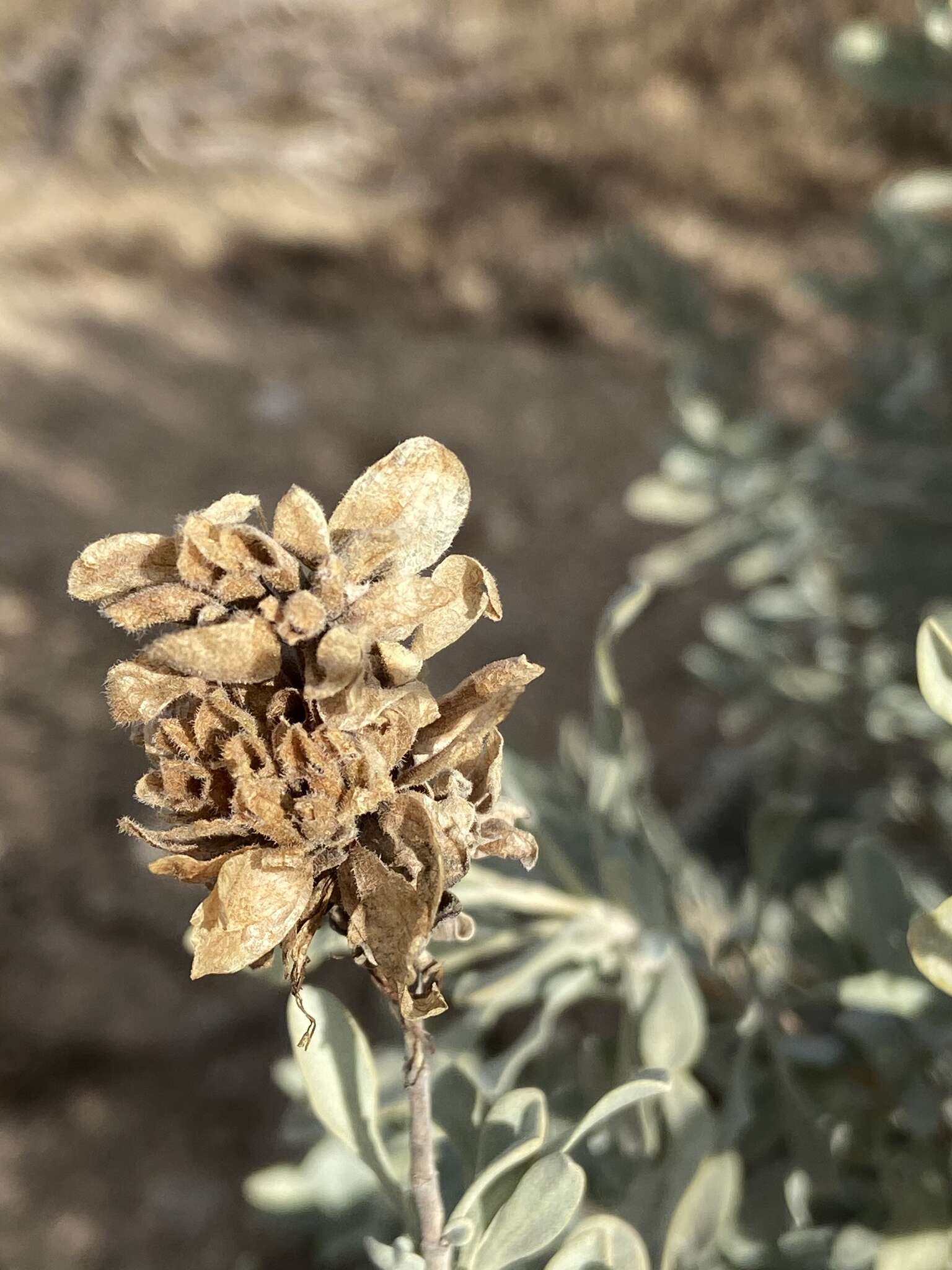 Sivun Salvia pachyphylla subsp. meridionalis R. M. Taylor kuva