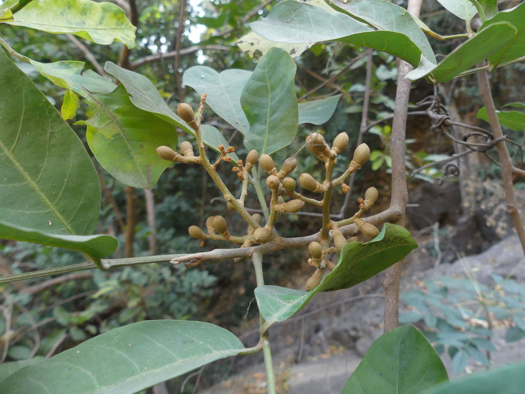 Image of Aglaia elaeagnoidea (A. Juss.) Benth.