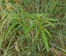 Image de Coreopsis tripteris L.