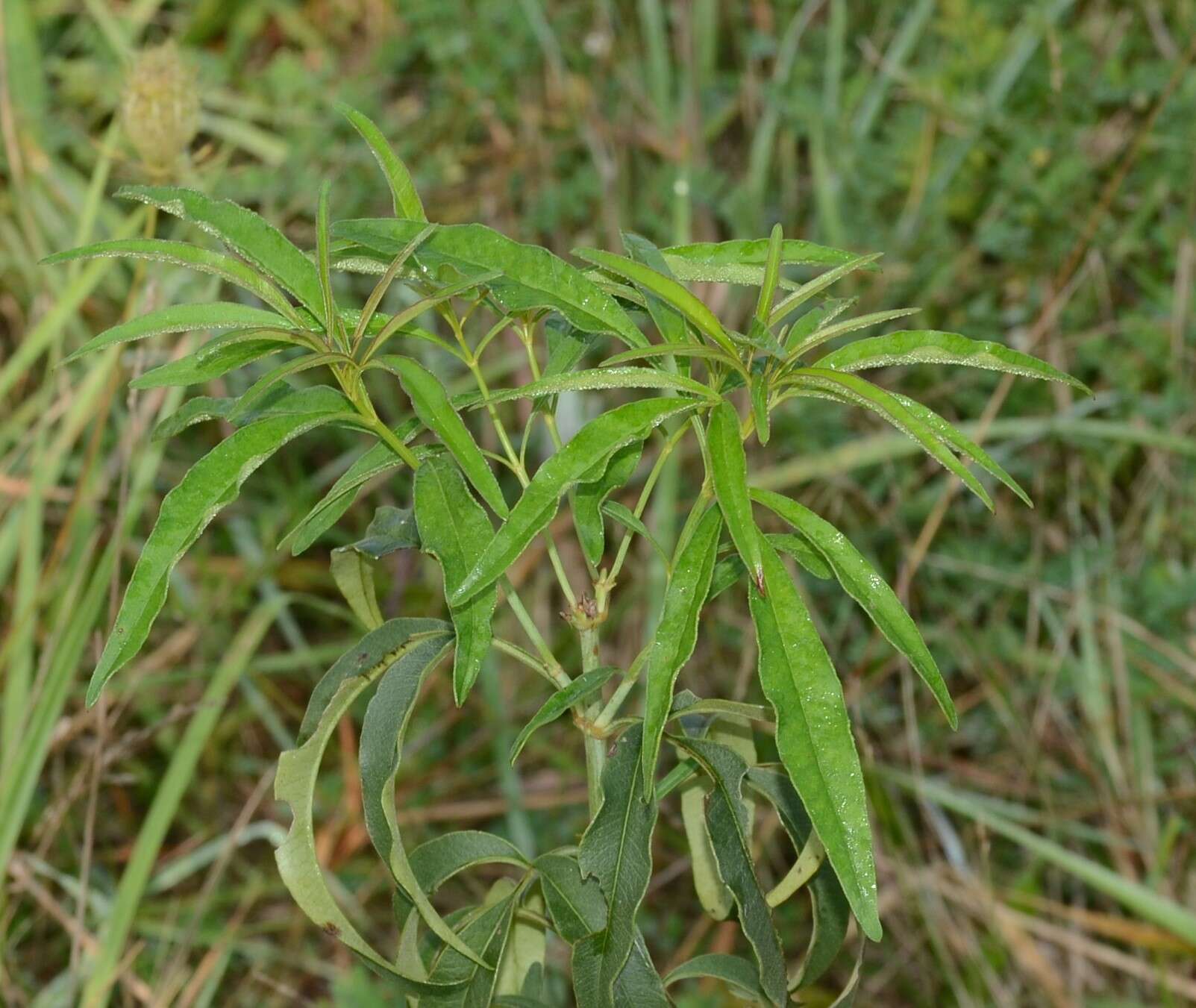 Image de Coreopsis tripteris L.