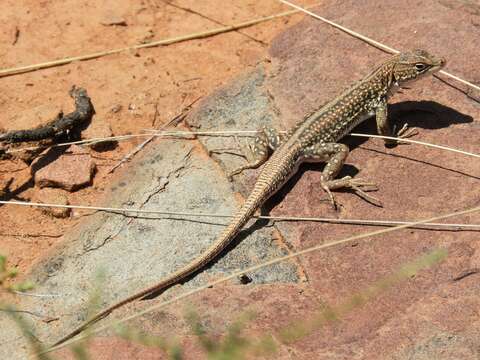 Plancia ëd Pedioplanis laticeps (Smith 1849)