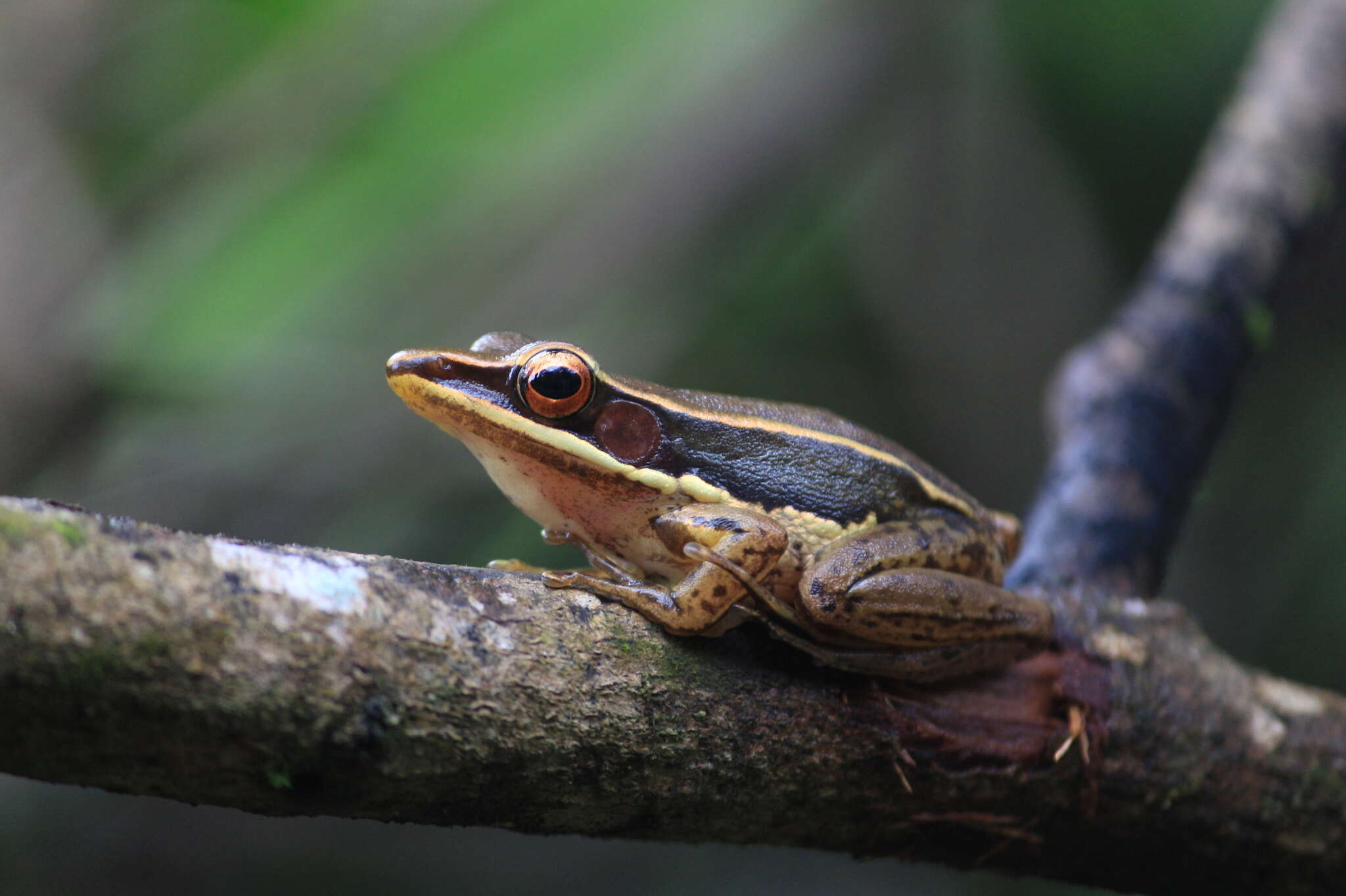 Image of Trivandrum frog