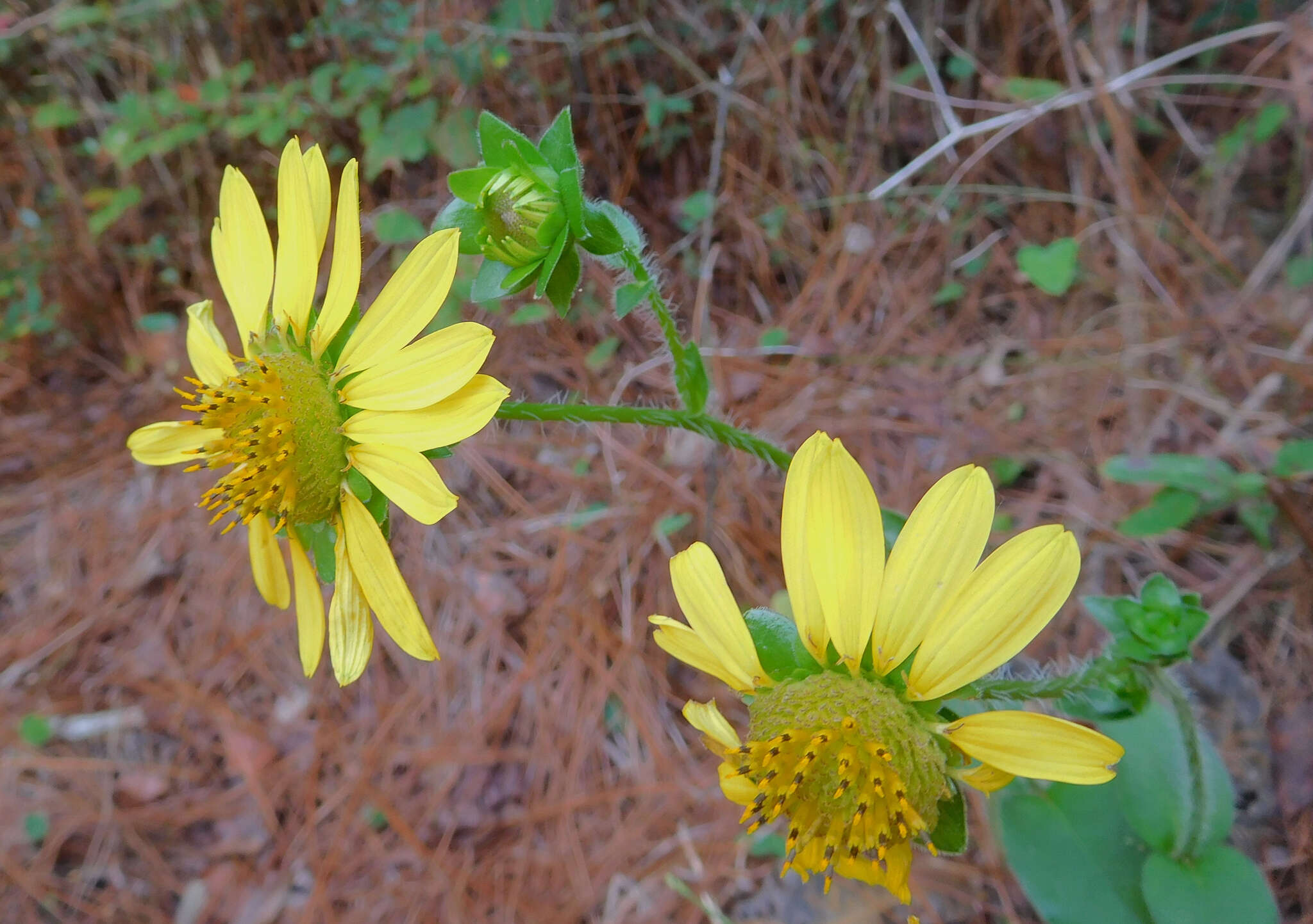 Image of slender rosinweed