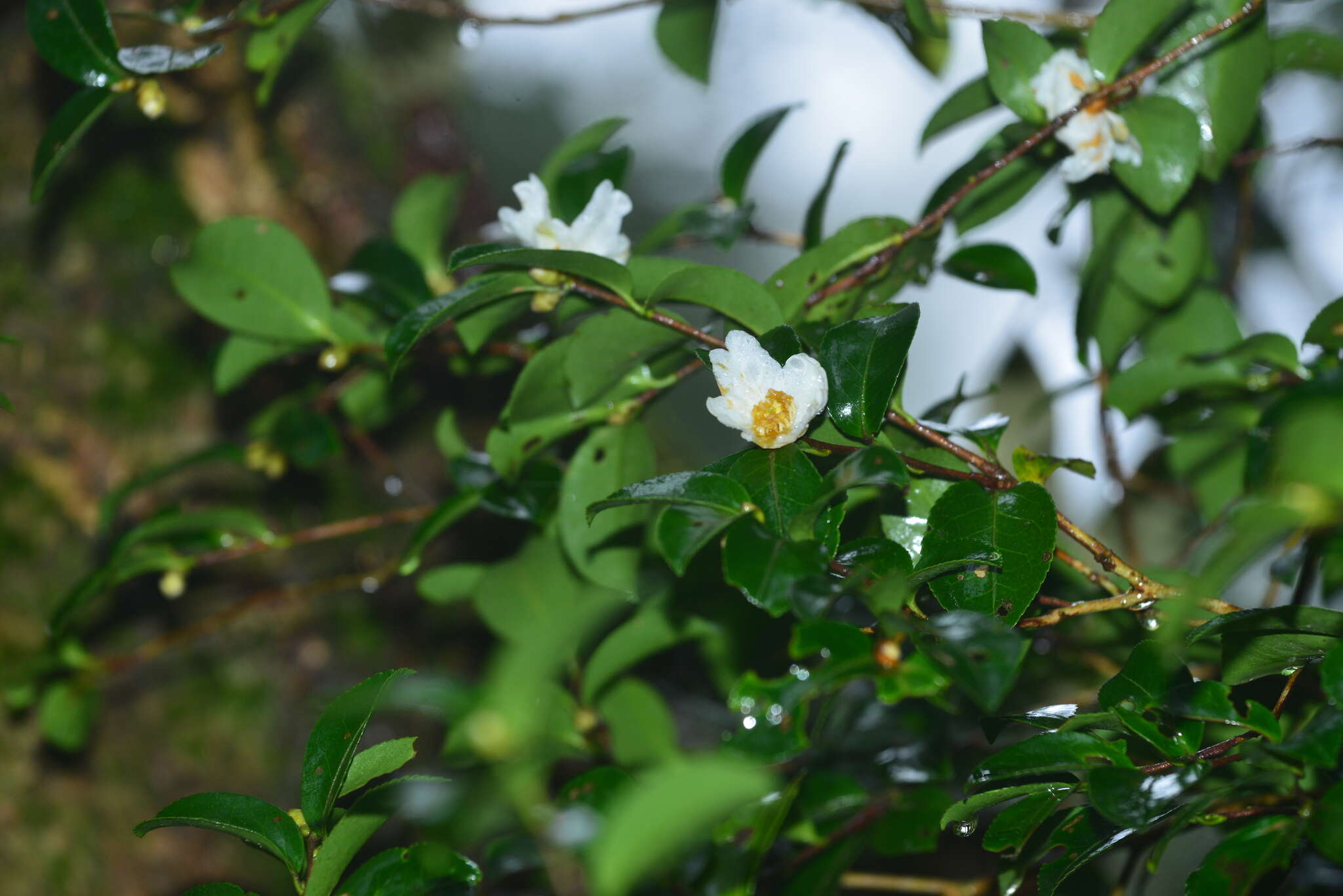 Image of Camellia brevistyla (Hayata) Cohen-Stuart