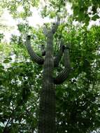 Image of Cephalocereus nudus