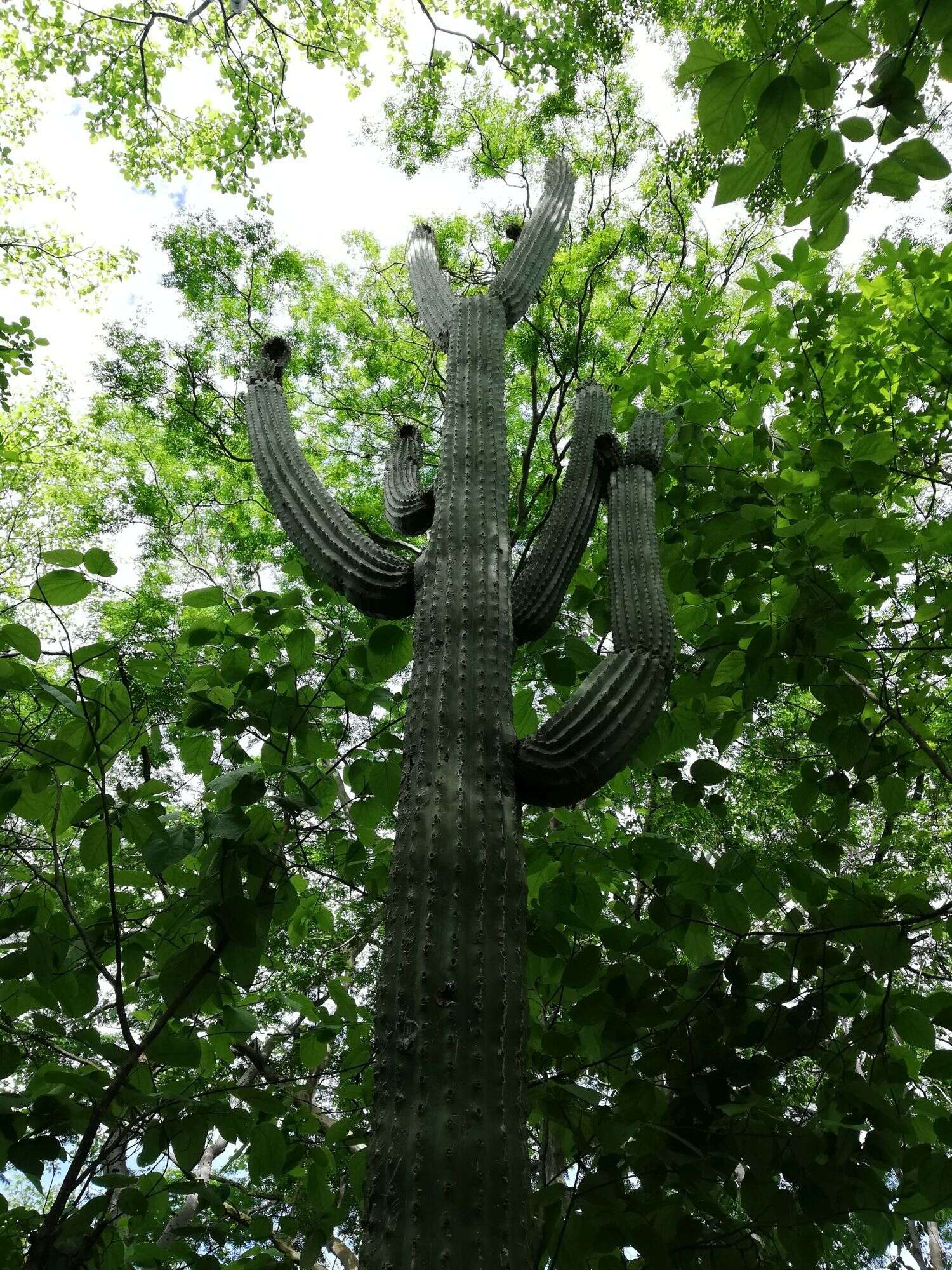 Image of Cephalocereus nudus