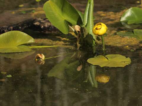 Image of <i>Nuphar polysepala</i>