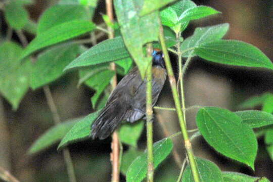 Image of Fluffy-backed Tit-Babbler