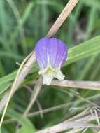 Imagem de Clematis versicolor Small