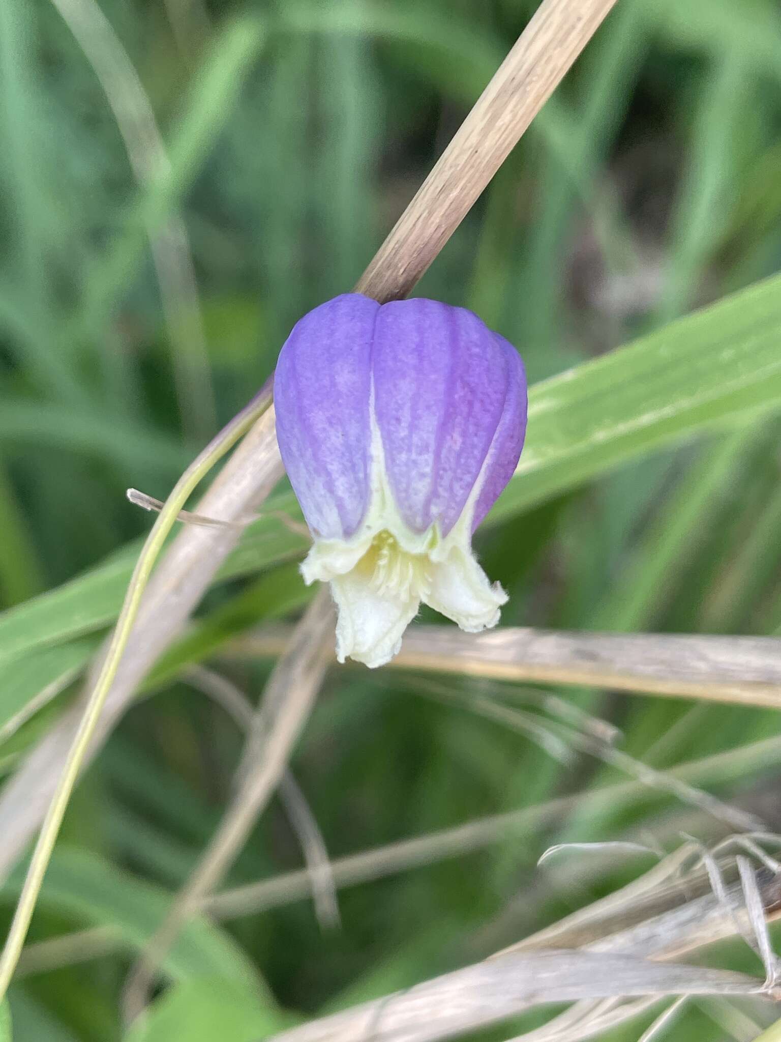 Imagem de Clematis versicolor Small