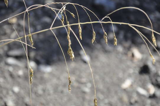 Image of ricegrass