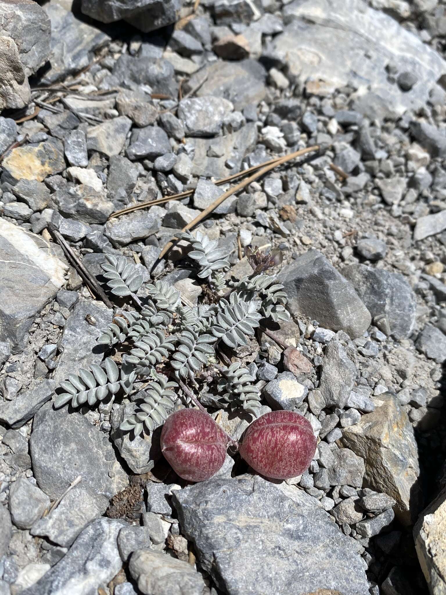 Imagem de Astragalus platytropis A. Gray