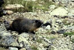 Image of Marmota subgen. Petromarmota Steppan et al. 1999