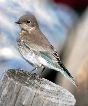 Image of Mountain Bluebird