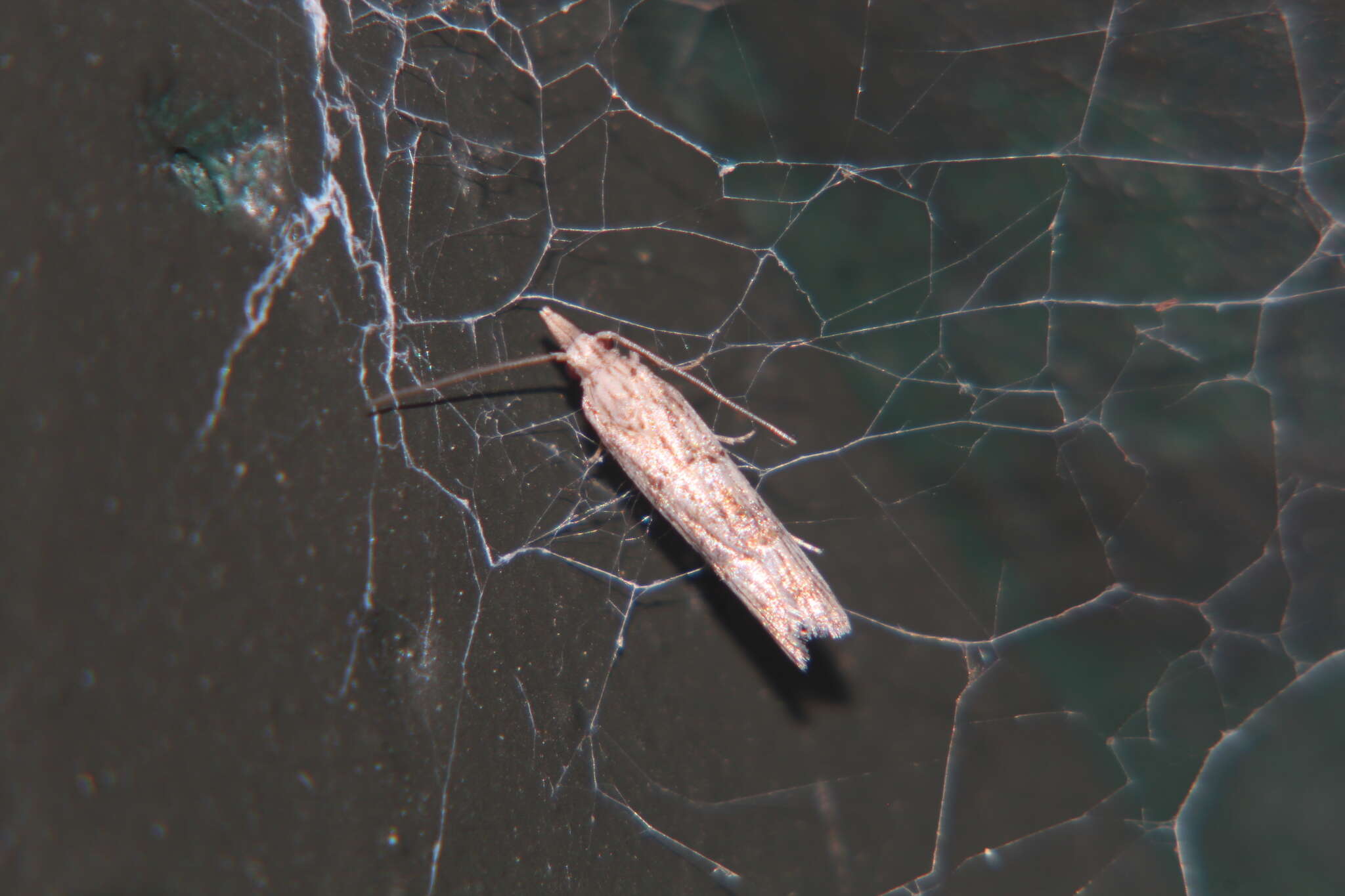 Image of Carposina neurophorella Meyrick 1879