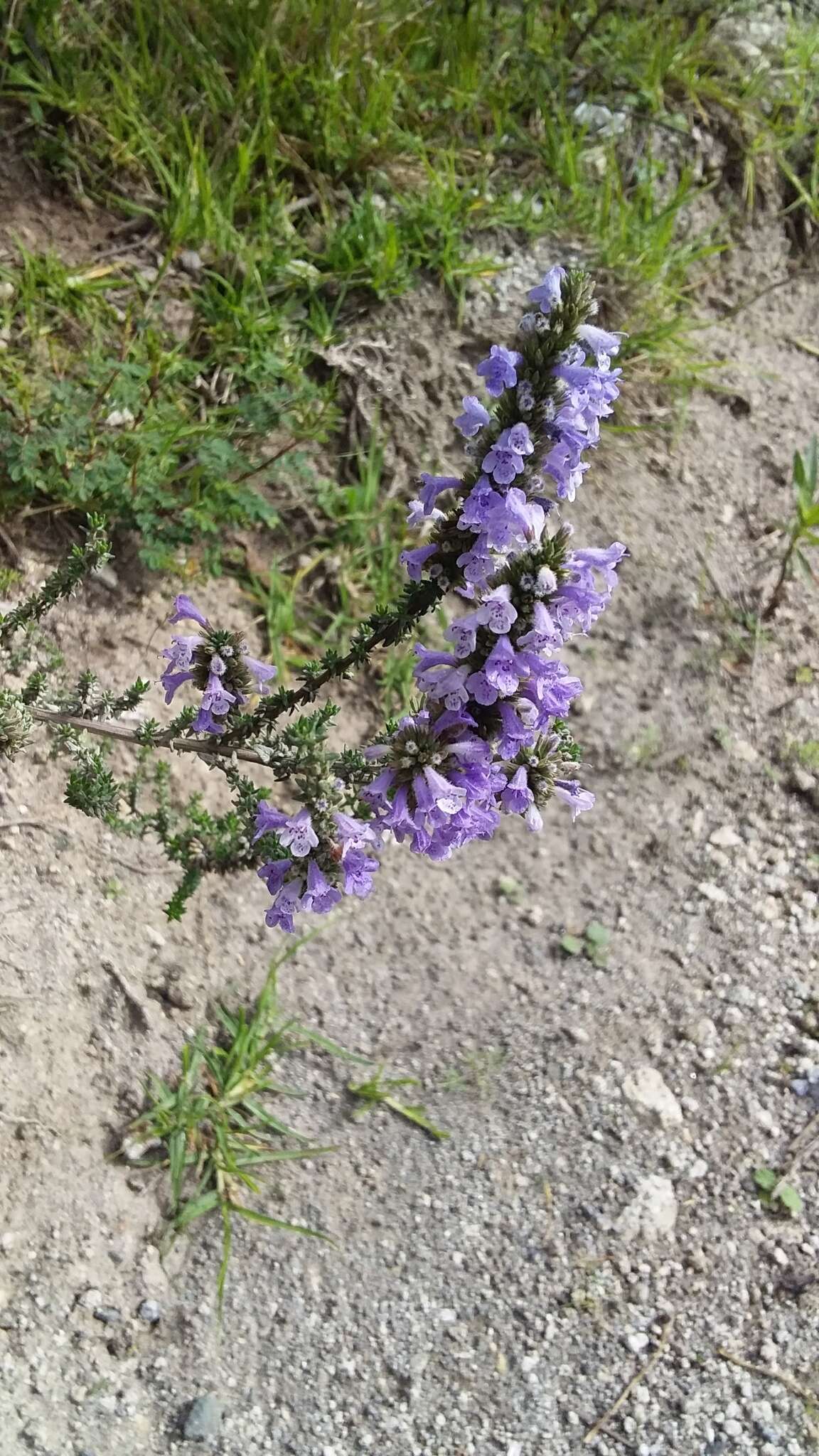 Clinopodium fasciculatum (Benth.) Govaerts的圖片