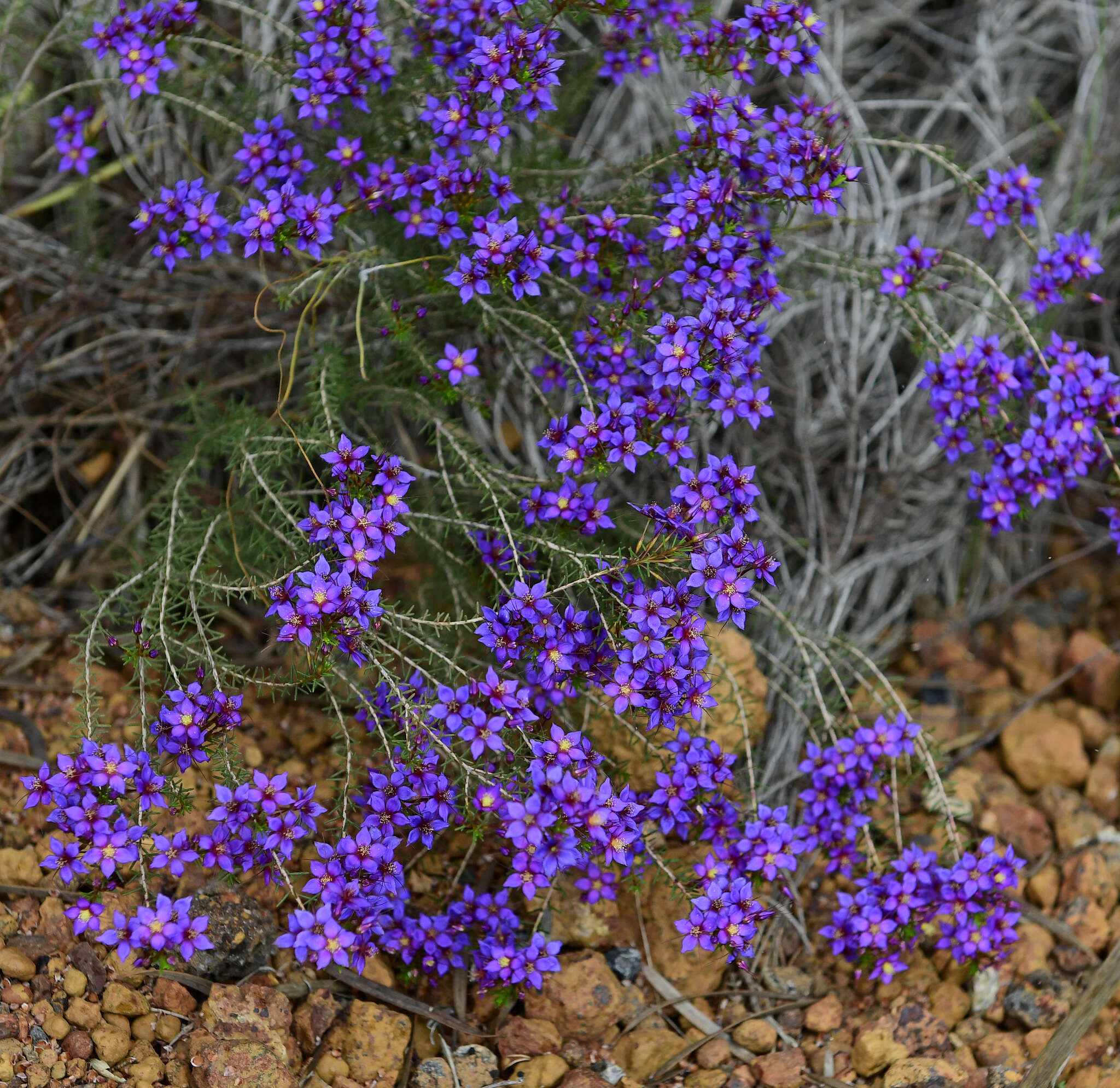 Image de Calytrix leschenaultii (Schauer) Benth.