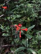 Imagem de Bouvardia tenuifolia Standl.