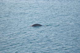 Image of Dugongs